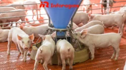 Ternak Babi: Peluang Usaha Menjanjikan dengan Potensi Besar