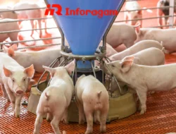 Ternak Babi: Peluang Usaha Menjanjikan dengan Potensi Besar