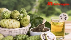Manfaat Buah Mengkudu: Si Buah Bau yang Kaya Khasiat