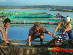 Panduan Lengkap Budi Daya Ikan: Peluang Usaha Menjanjikan