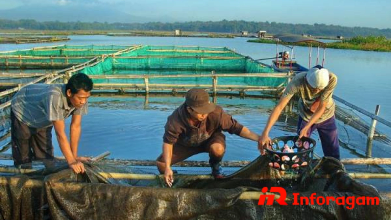 Budi Daya Ikan