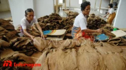Ekspor Tembakau: Peluang dan Tantangan bagi Indonesia