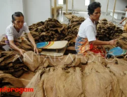 Ekspor Tembakau: Peluang dan Tantangan bagi Indonesia