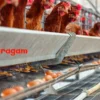 Perternakan Ayam: Panduan Lengkap untuk Pemula hingga Profesional