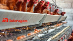 Perternakan Ayam: Panduan Lengkap untuk Pemula hingga Profesional