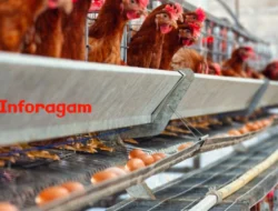Perternakan Ayam: Panduan Lengkap untuk Pemula hingga Profesional