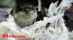 Budidaya Sarang Walet: Peluang Usaha dari Alam