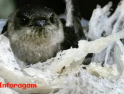 Budidaya Sarang Walet: Peluang Usaha dari Alam