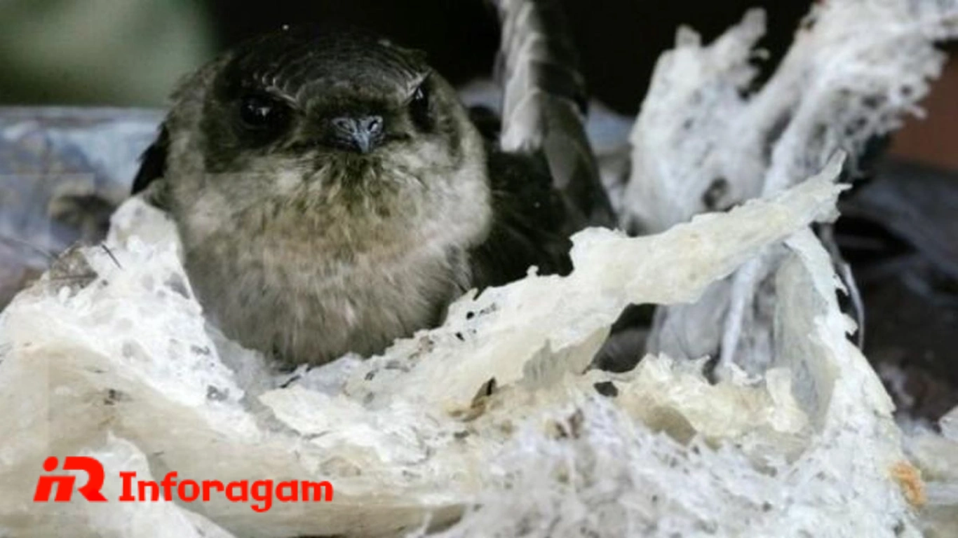 Budidaya Sarang Walet