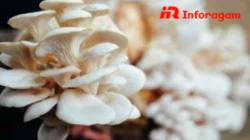 Budidaya Jamur Tiram: Peluang Usaha Menjanjikan Modal Terjangkau