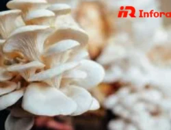 Budidaya Jamur Tiram: Peluang Usaha Menjanjikan Modal Terjangkau