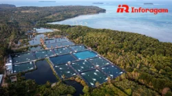 Tambak Udang: Peluang Bisnis Menguntungkan di Sektor Perikanan Modern