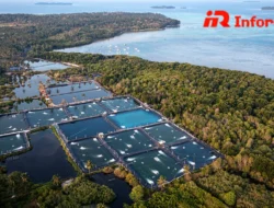 Tambak Udang: Peluang Bisnis Menguntungkan di Sektor Perikanan Modern