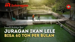 Tambak Lele: Peluang Usaha Menjanjikan dengan Modal Terjangkau
