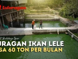 Tambak Lele: Peluang Usaha Menjanjikan dengan Modal Terjangkau