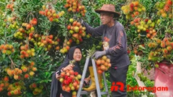 Perkebunan Rambutan: Potensi Bisnis Buah Tropis yang Menguntungkan