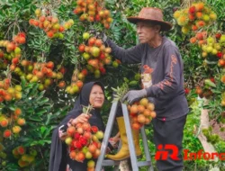 Perkebunan Rambutan: Potensi Bisnis Buah Tropis yang Menguntungkan