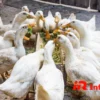 Peternakan Bebek: Peluang Usaha Menjanjikan & Menguntungkan