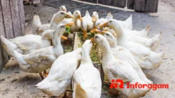 Peternakan Bebek: Peluang Usaha Menjanjikan & Menguntungkan