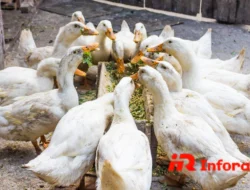 Peternakan Bebek: Peluang Usaha Menjanjikan & Menguntungkan