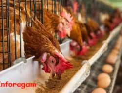 Peternakan Ayam Petelur: Panduan & Cara Pengelolaannya