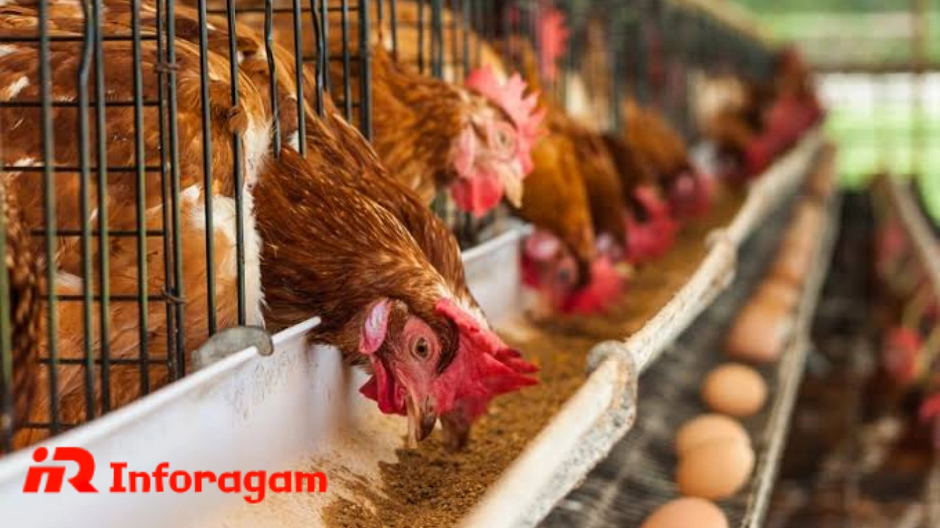 Peternakan Ayam Petelur