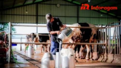 Peternakan Sapi Perah: Manfaat dan Cara Pengelolaannya
