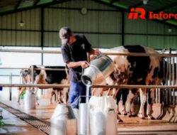 Peternakan Sapi Perah: Manfaat dan Cara Pengelolaannya